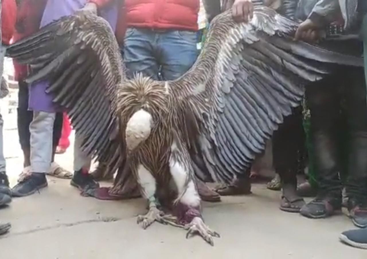 ईदगाह कब्रिस्तान में मिला सफेद हिमालयन गिद्ध।